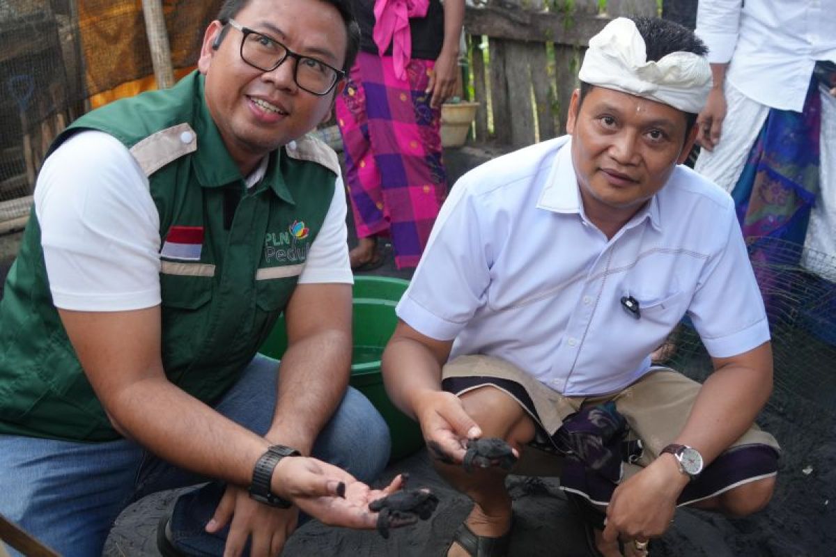 PLN dan Pemkab Jembrana lestarikan penyu laut