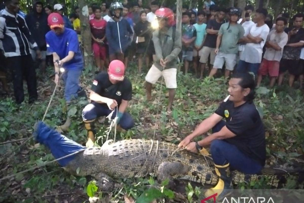 BPBD Belitung berhasil evakuasi buaya dari pemandian warga 
