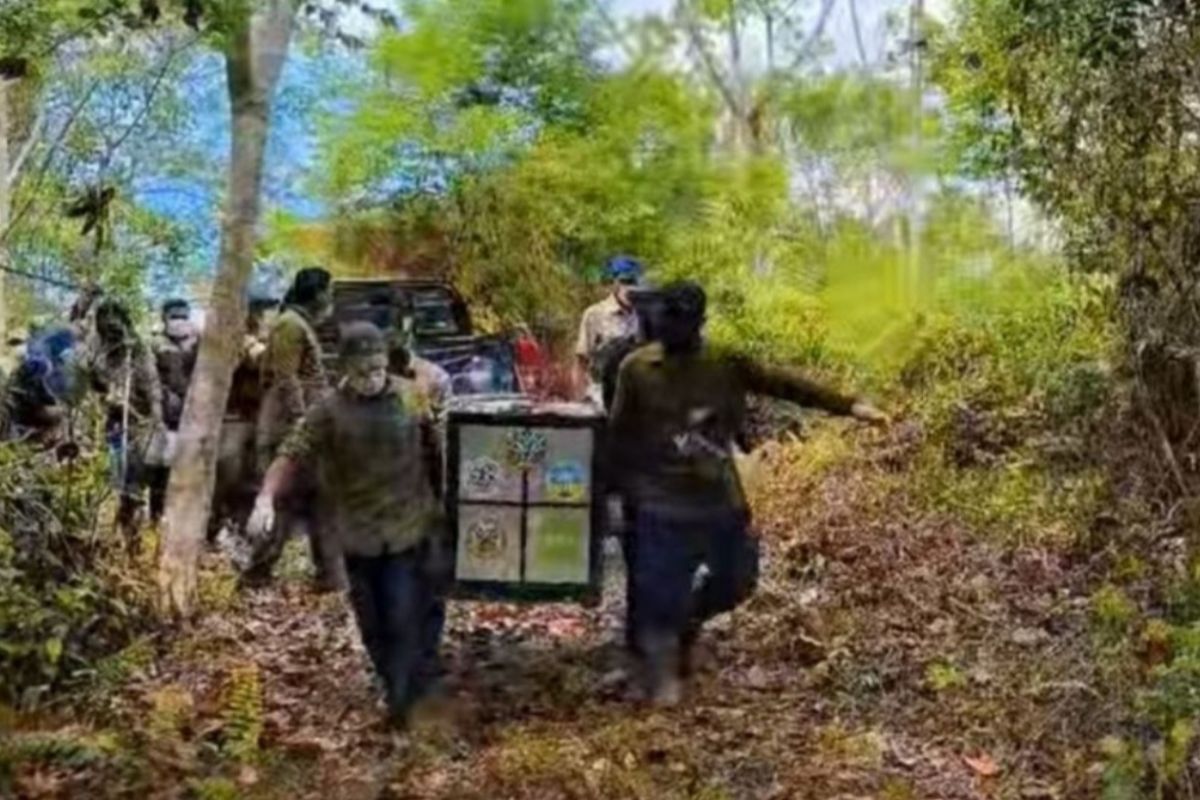 BKSDA melepasliarkan tiga siamang ke Taman Nasional Gunung Leuser
