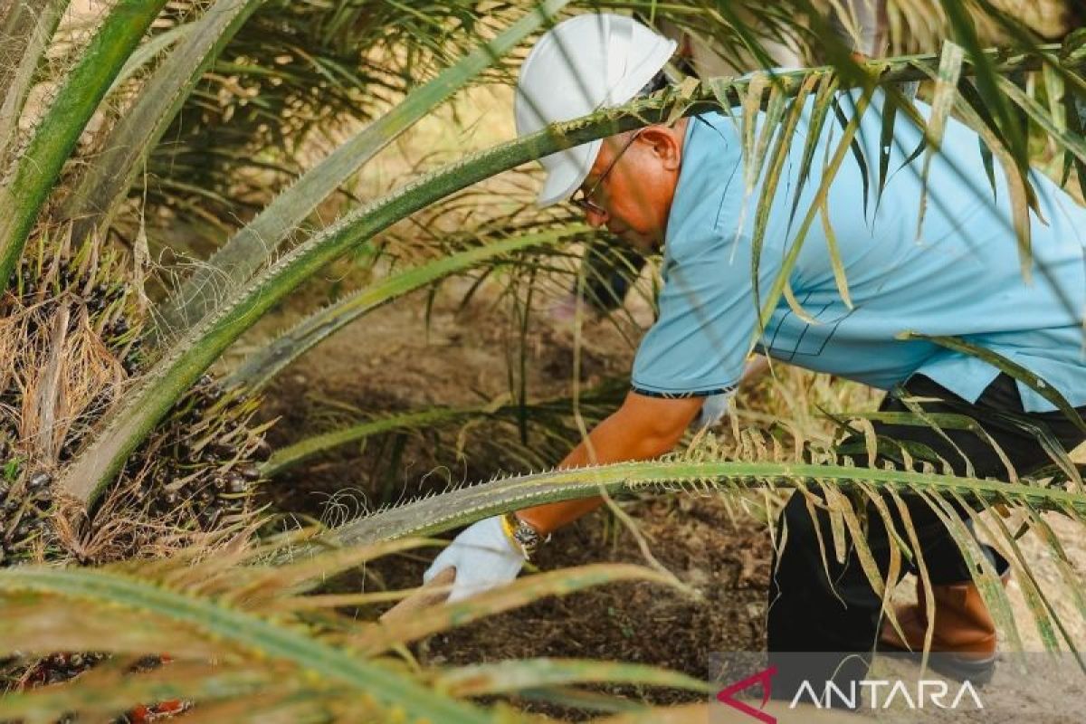 1.597,82 Ha Tanaman Sawit Muda PTPN IV Regional III Masuki Masa Panen