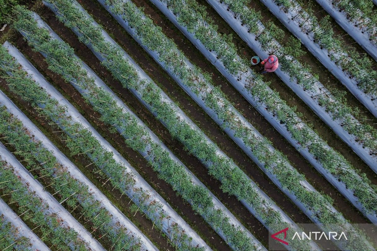 Indonesia urged to boost regional govt action on climate change