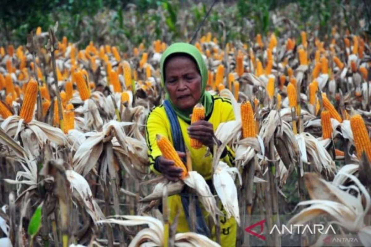 Bulog Sumut serap 32 ton  jagung pipil dari petani di dua kabupaten