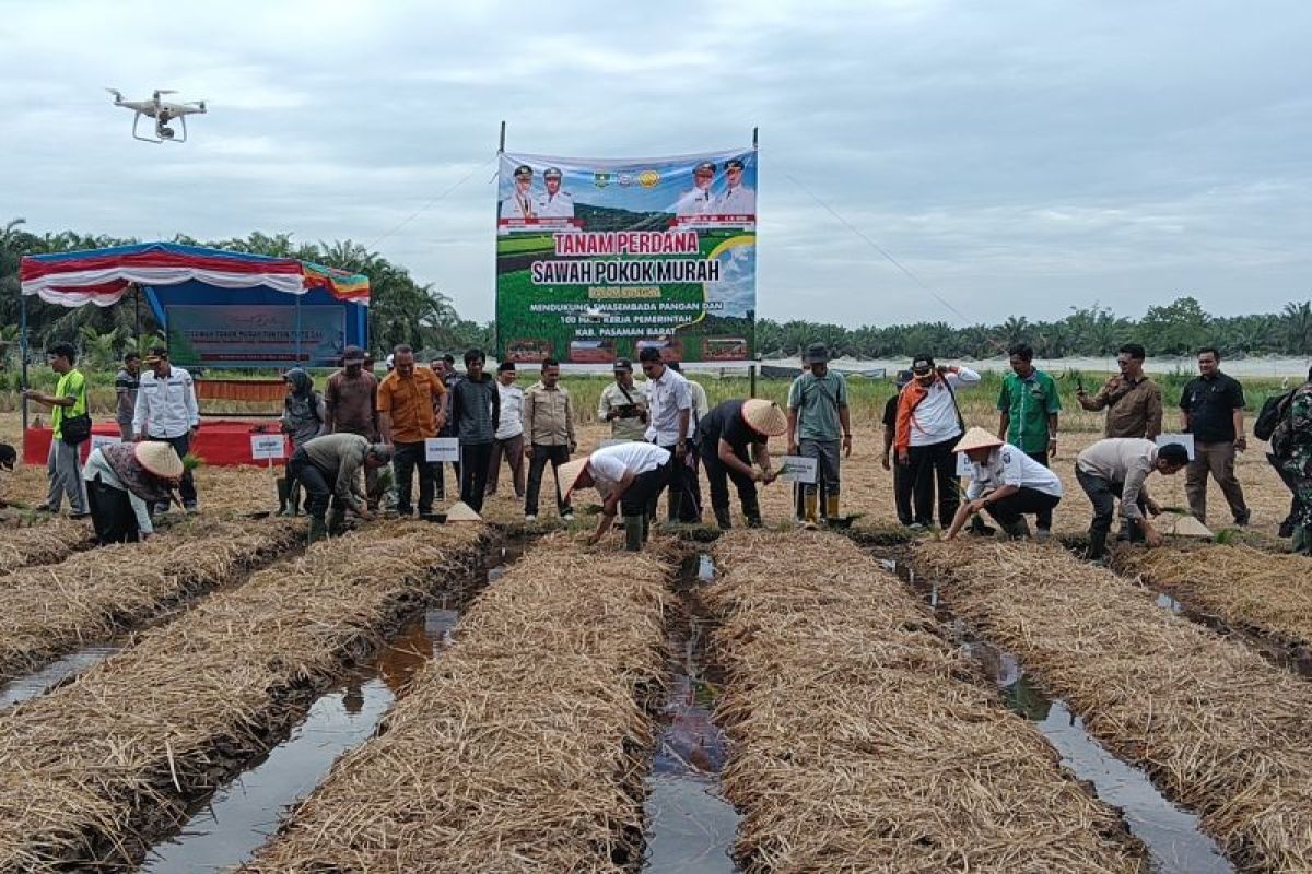 Pemkab Pasaman Barat catat ketersediaan beras mencukupi