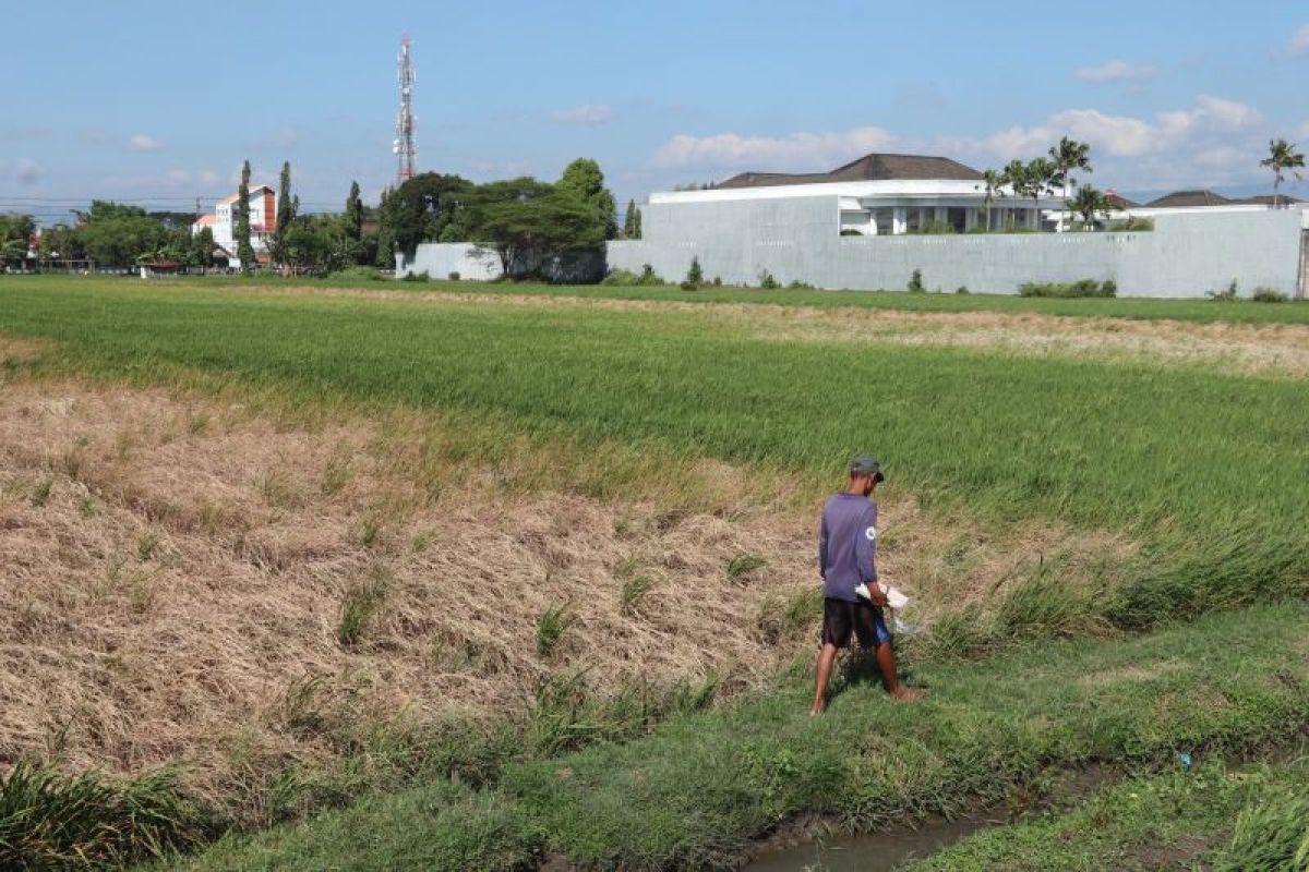 Dinas Pertanian Ponorogo salurkan 300 liter pestisida ke petani
