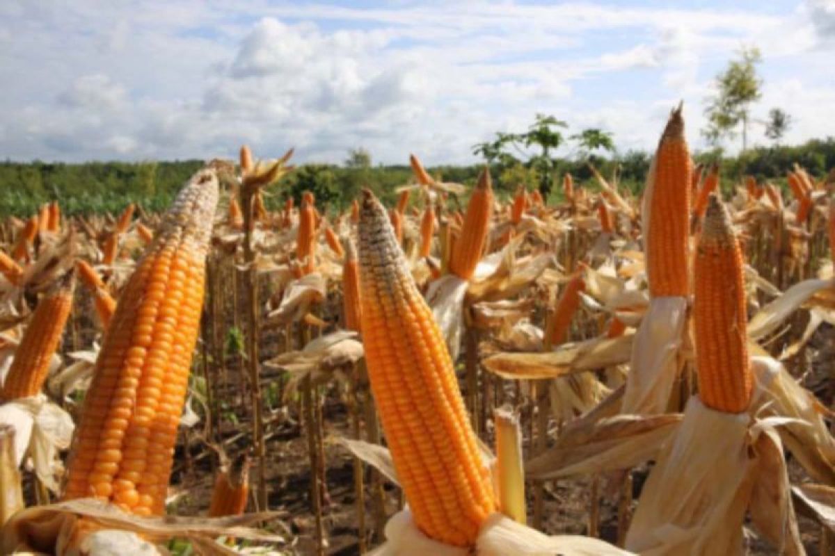 Dinas Pertanian Lebak minta petani perluas tanam jagung