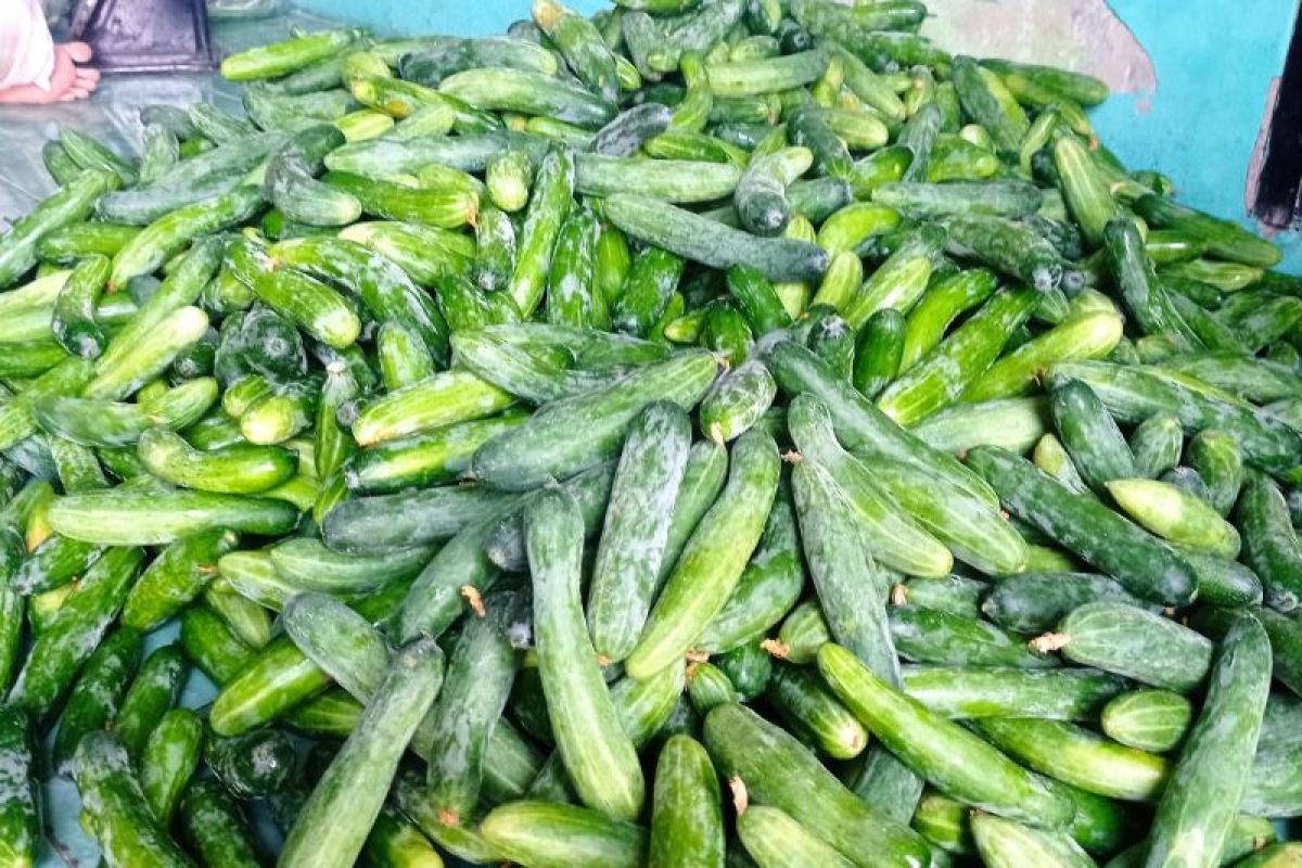 Petani ketimun di Lebak mampu tingkatkan kesejahteraan