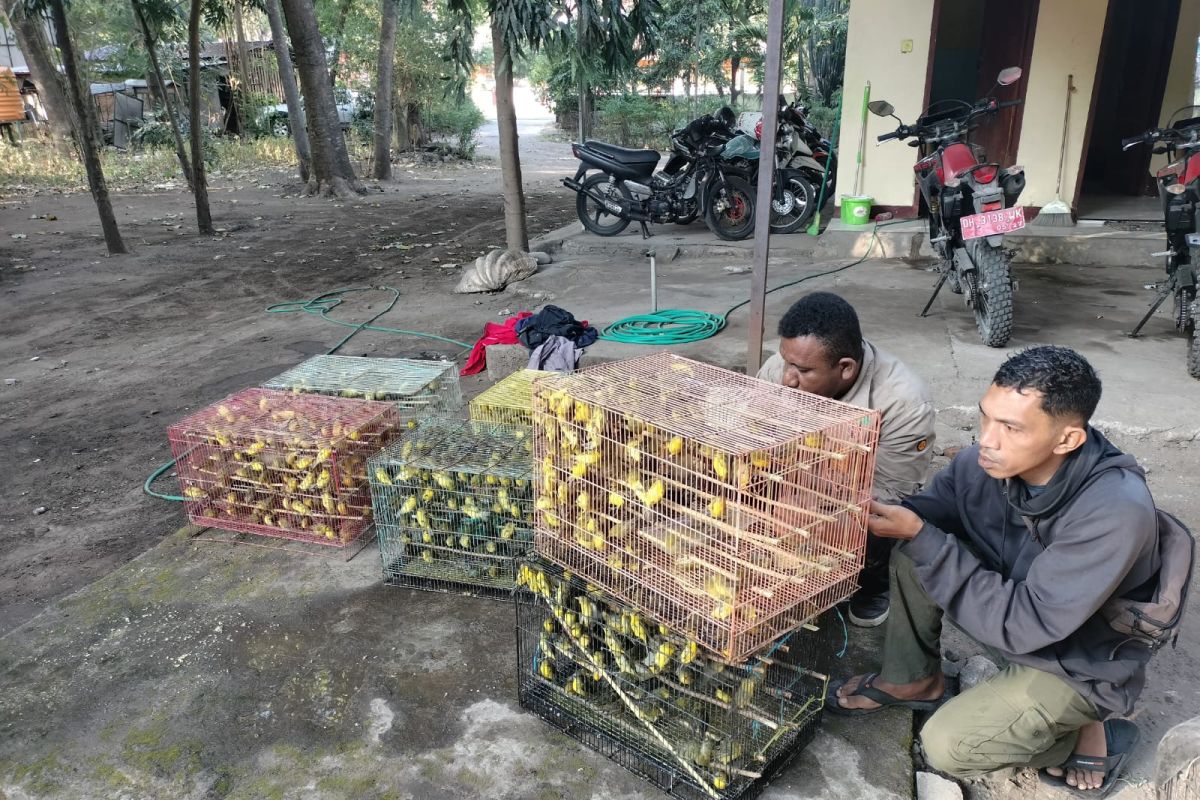 BKSDA NTT menggagalkan pengiriman 1.260 ekor burung dilindungi ke Surabaya