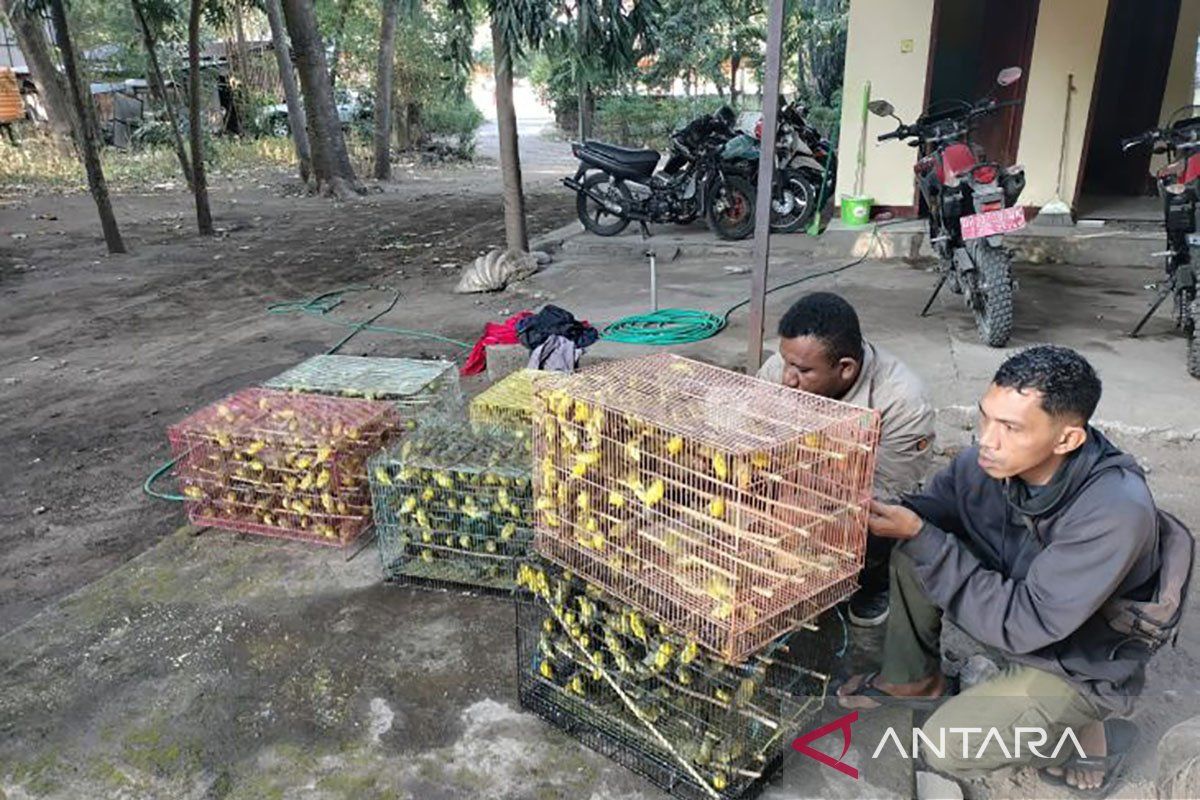 BKSDA NTT gagalkan pengiriman 1.260 ekor burung dilindungi ke Surabaya