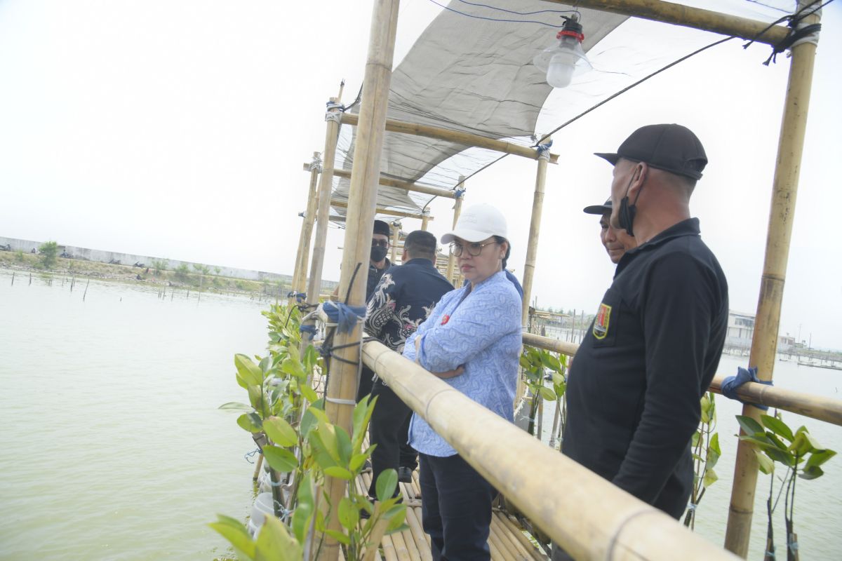 Semarang siapkan Tambakrejo jadi ekowisata mangrove