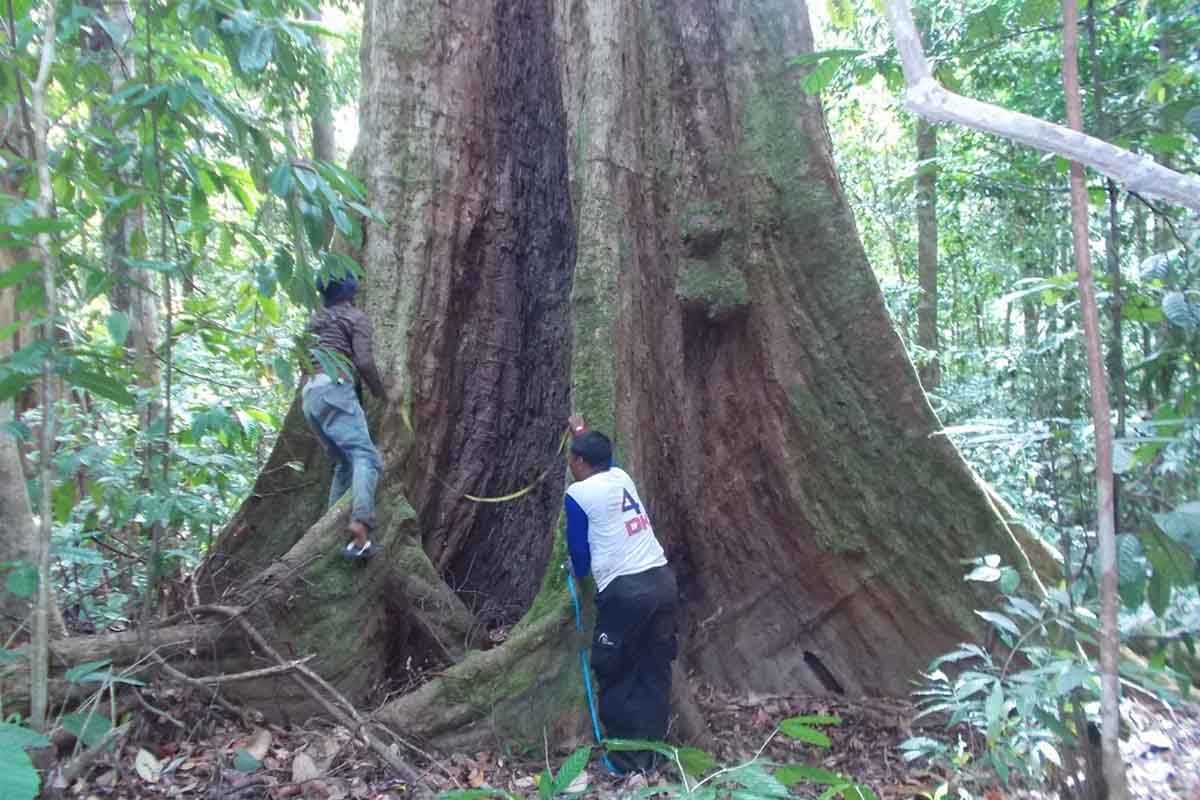 Kemenhut tetapkan blok pengelolaan Tahura Trumon