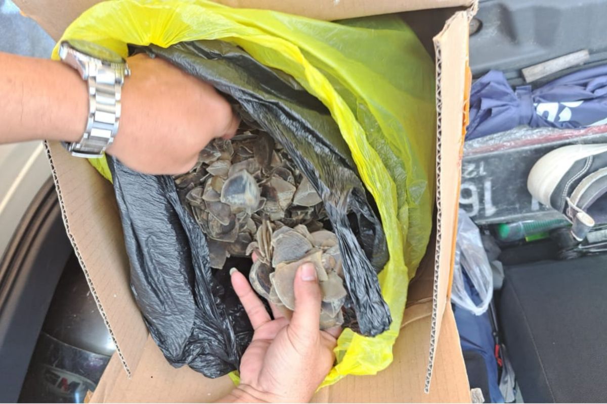 Kemenhut kembali gagalkan perdagangan sisik trenggiling di Kalteng