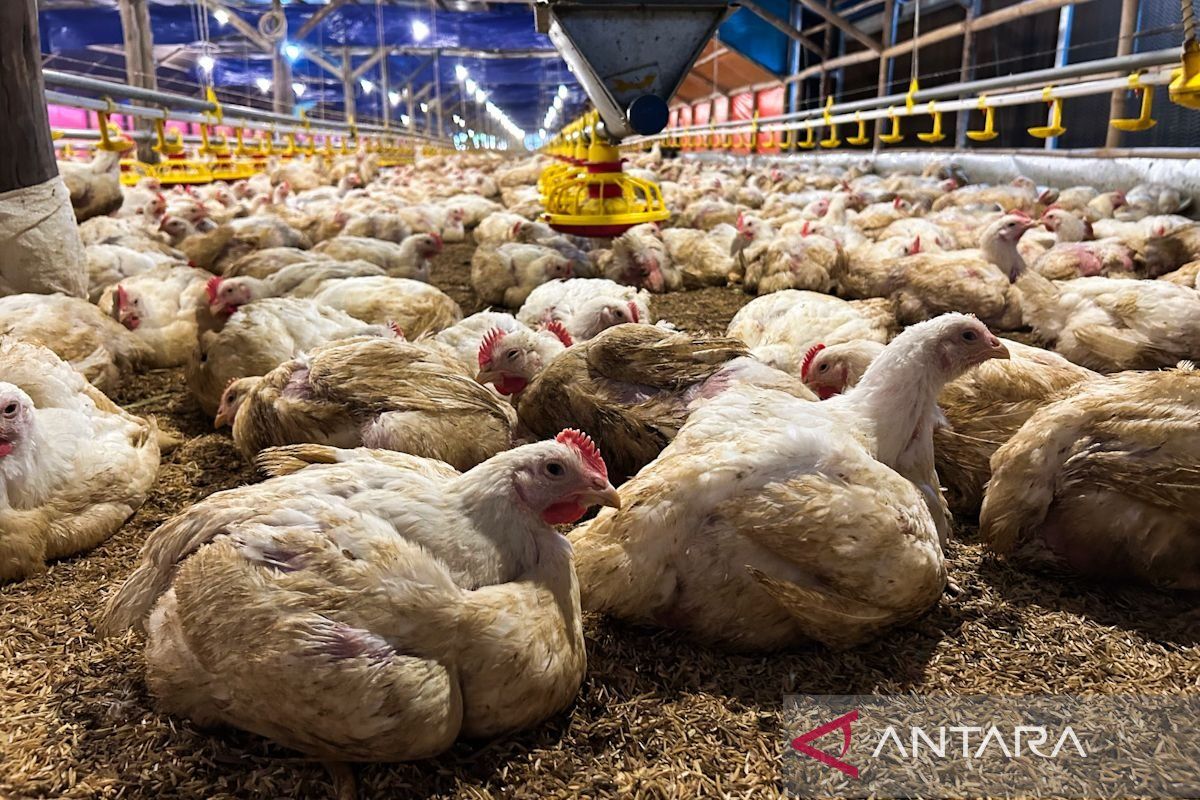 Indonesia now self-sufficient in poultry, eggs, ministry says