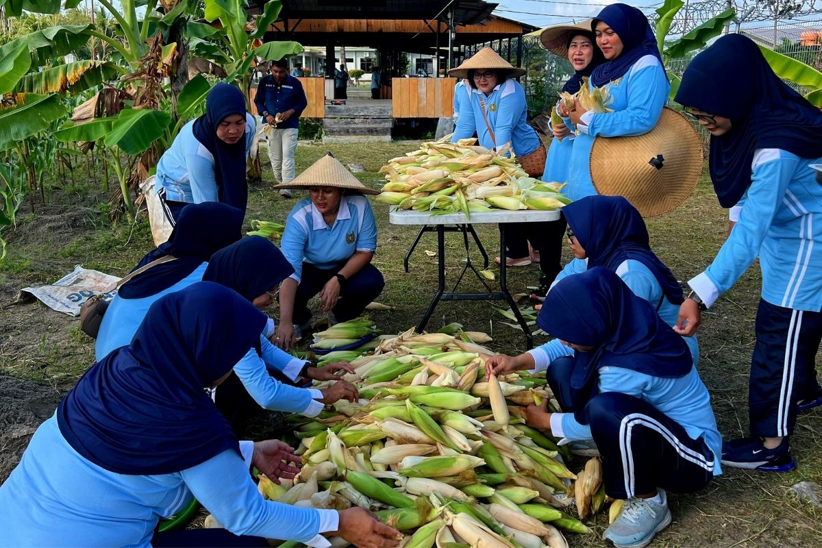 Lanud Natuna berhasil produksi jagung pulut ketat putih