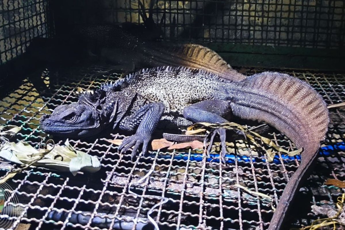 Over 400 smuggled birds, reptiles seized at E Java port