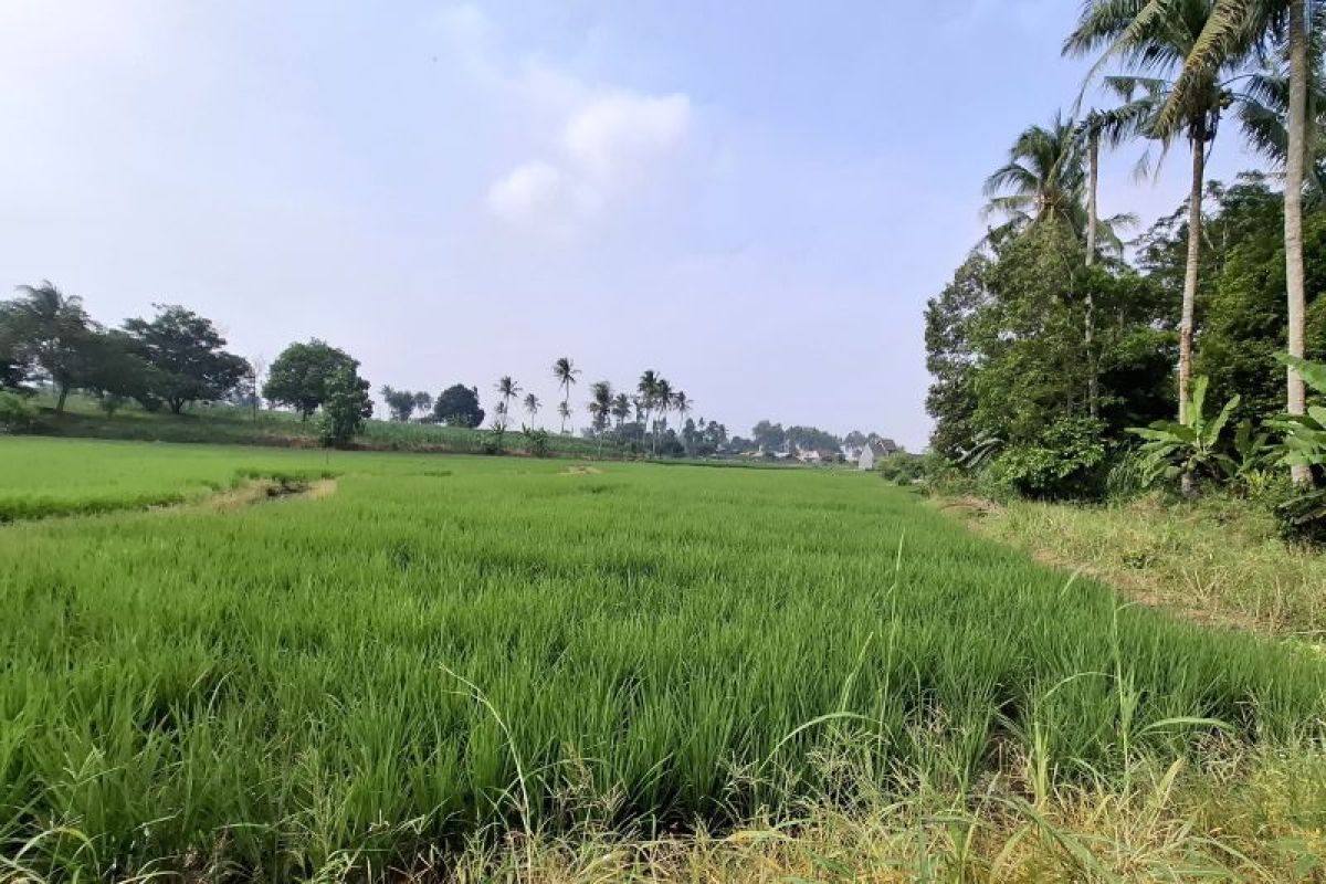 Pemprov Lampung minta petani percepat tanam padi untuk capaian produksi