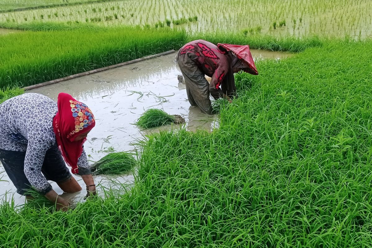 Pemkab Lebak bina petani produksi benih varietas Inpari 32