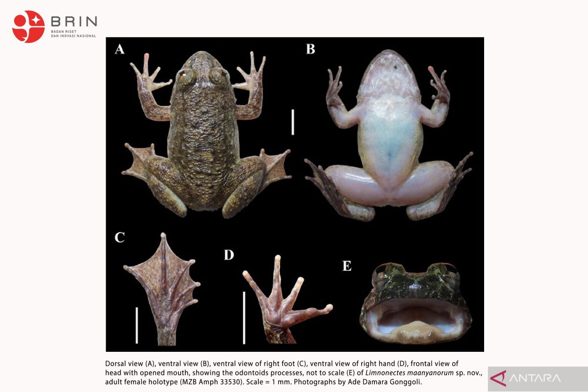 Indonesia discovers two new fanged frog species in Kalimantan