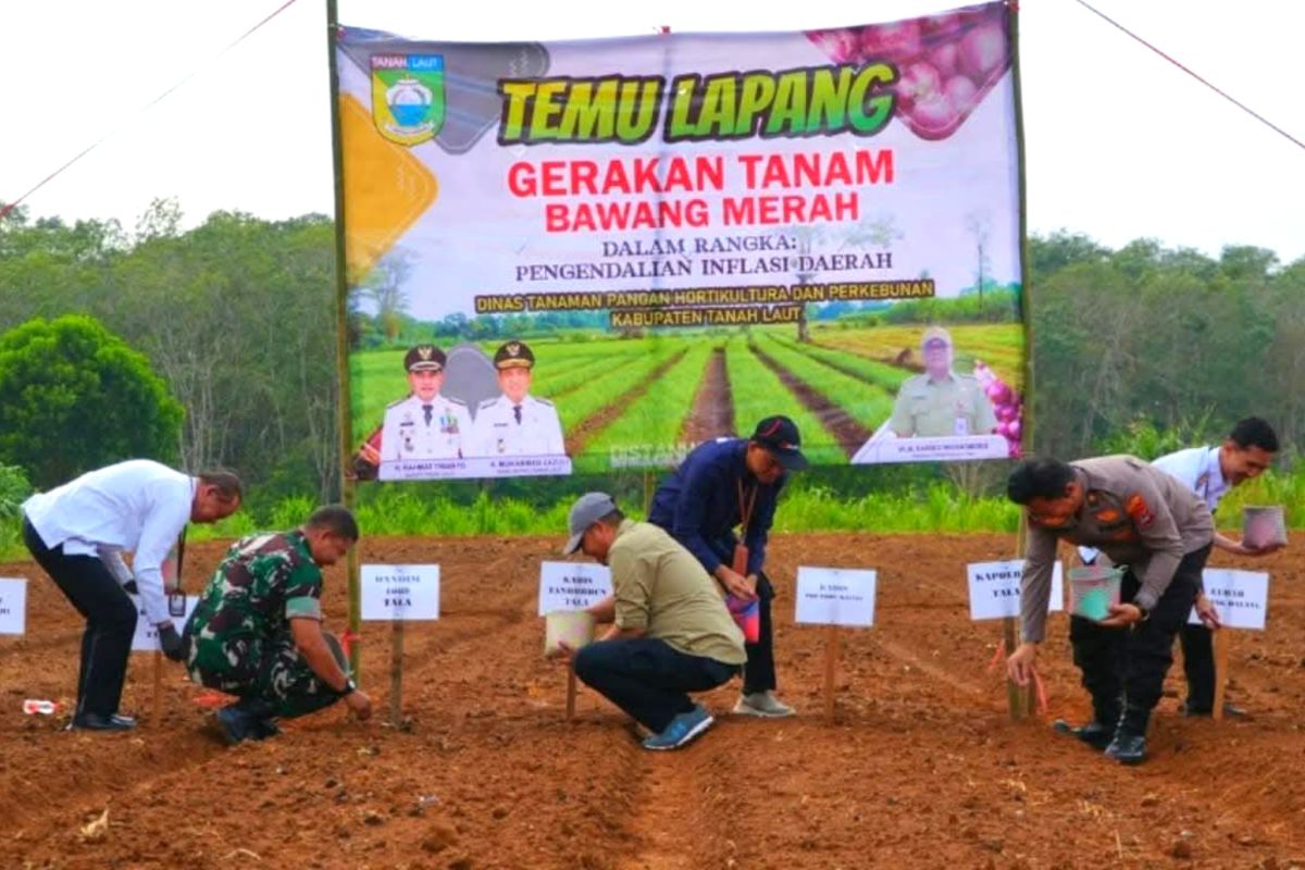 Distanhorbun Tanah Laut: Kebutuhan bawang merah capai 974,8 ton per tahun