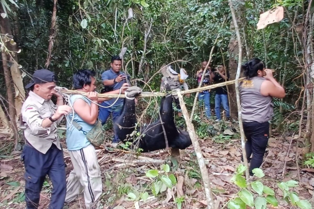 Beruang madu yang terjerat di Inhu dievakuasi