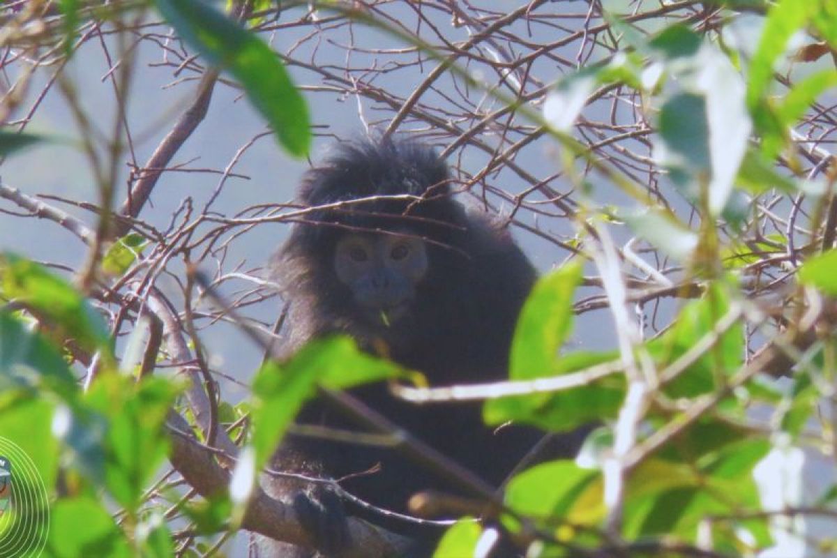 Three Javan langurs released into East Java sanctuary