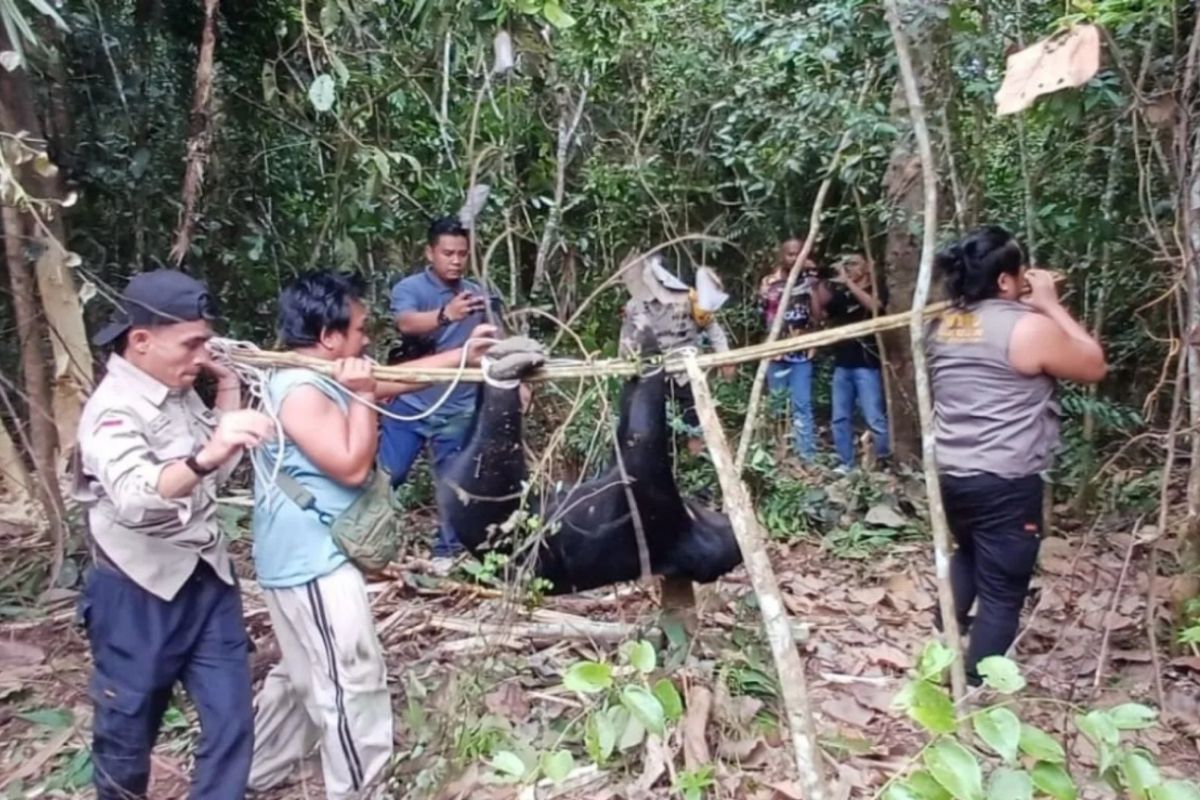 Riau BBKSDA rescues snared sun bear, issues warning