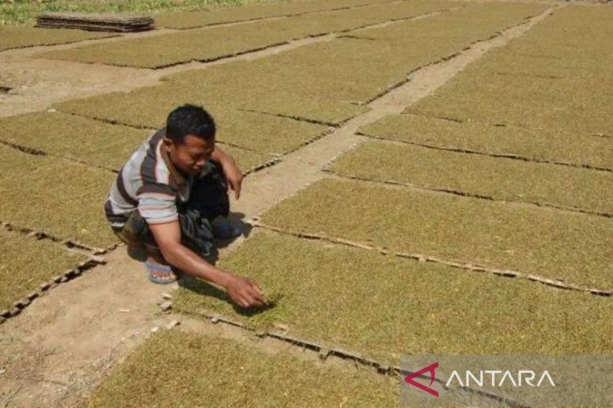 Sebanyak 350 ulama Madura patungan beli tembakau petani