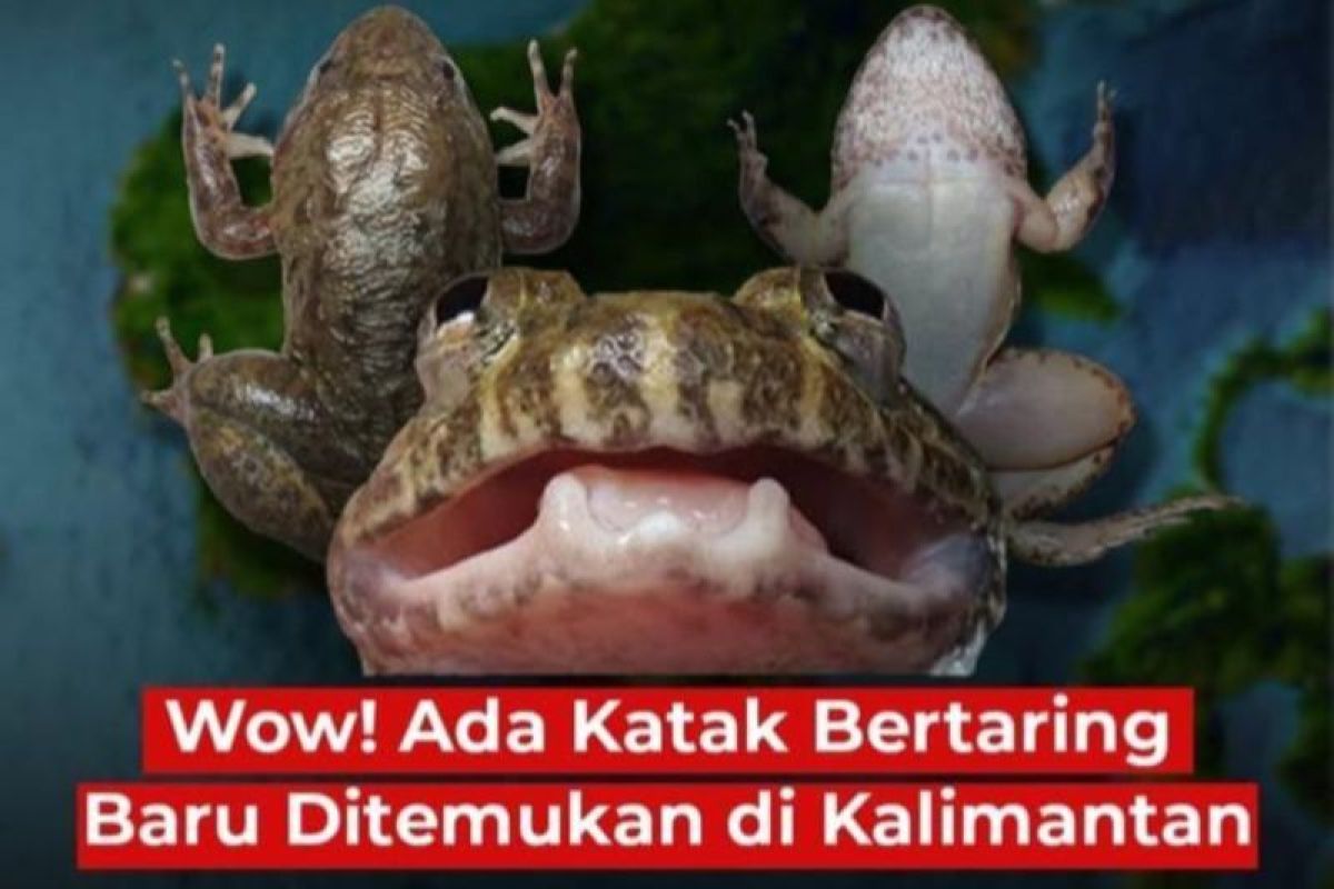 Dua spesies langka katak bertaring ditemukan di Pegunungan Meratus