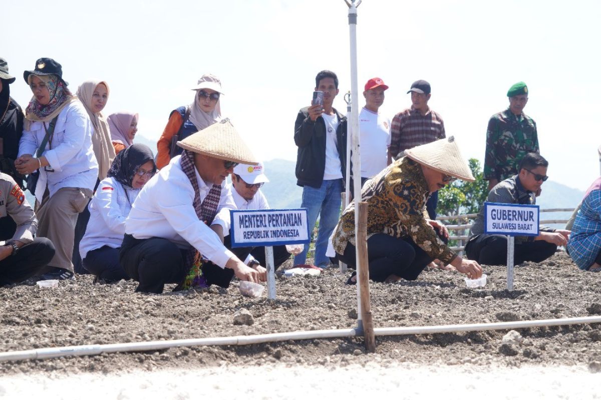 Mentan Canangkan Majene penghasil Bawang Sulbar