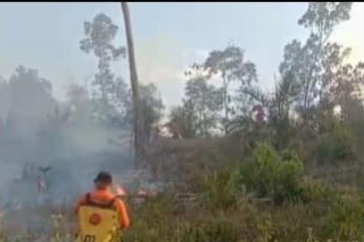 Wildfires burn 422 hectares of land in North Sumatra's Padang Lawas