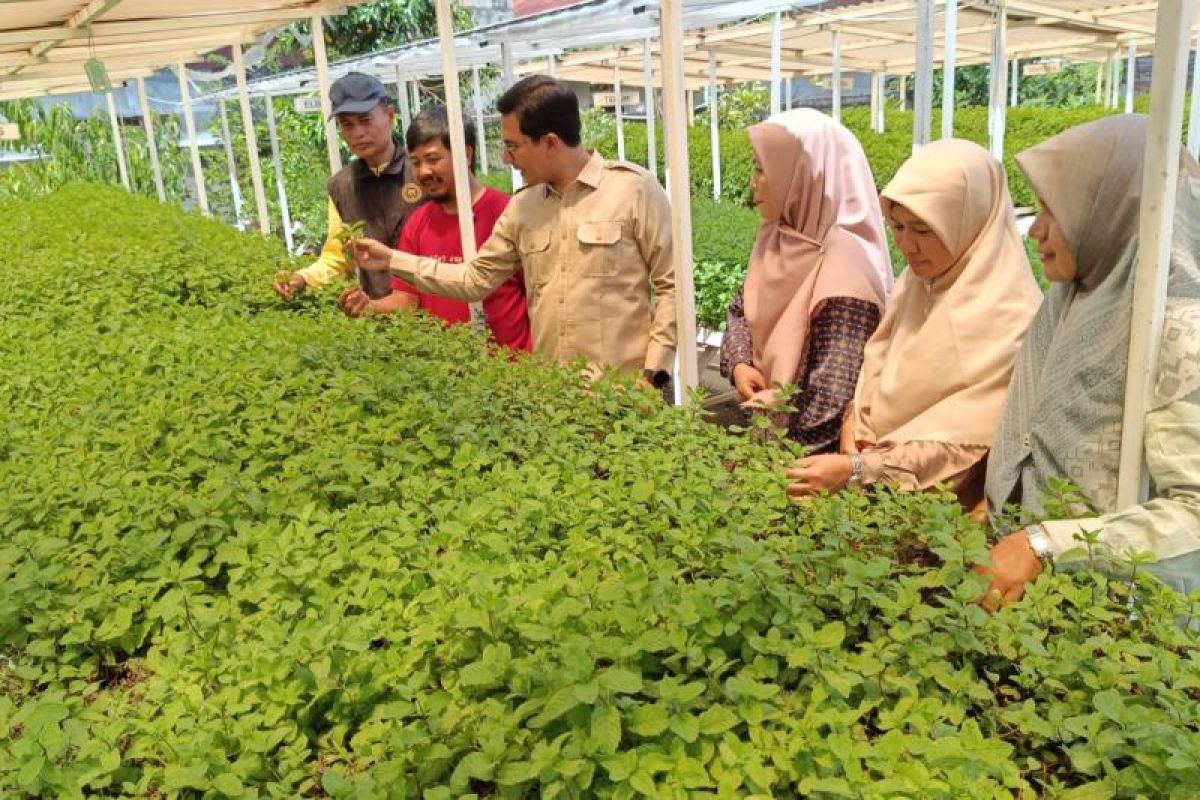 Ketua DPRK dorong warga Banda Aceh galakkan urban farming untuk ketahanan pangan