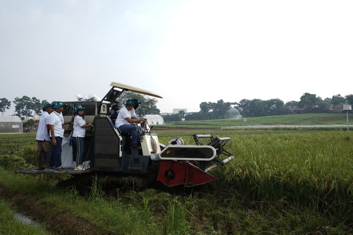 Pupuk Kujang panen gabah dengan kualitas istimewa dari kebun risetnya