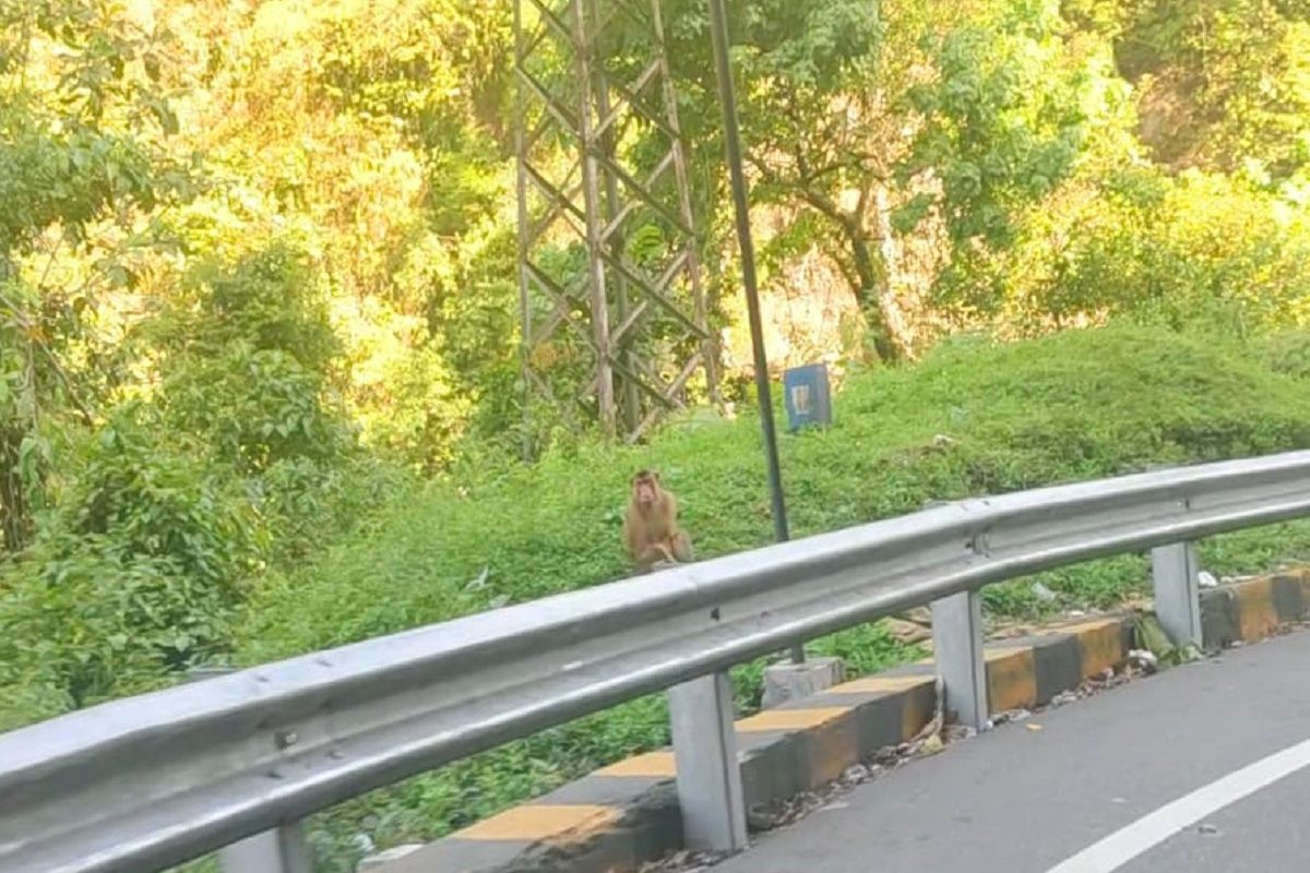 Hati-hati berkendara di kawasan Silaing jalur Padang Panjang, banyak beruk melintas jalan