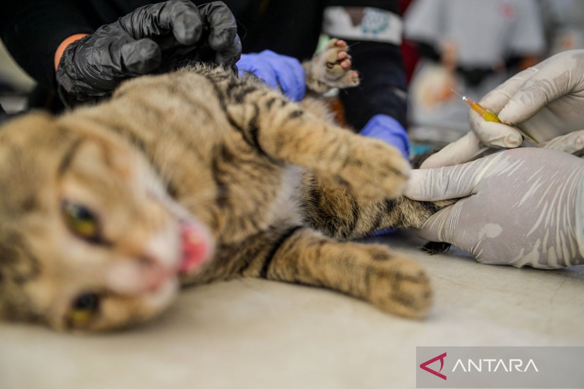 Jangan sepelekan, ini gejala kucing mau mati