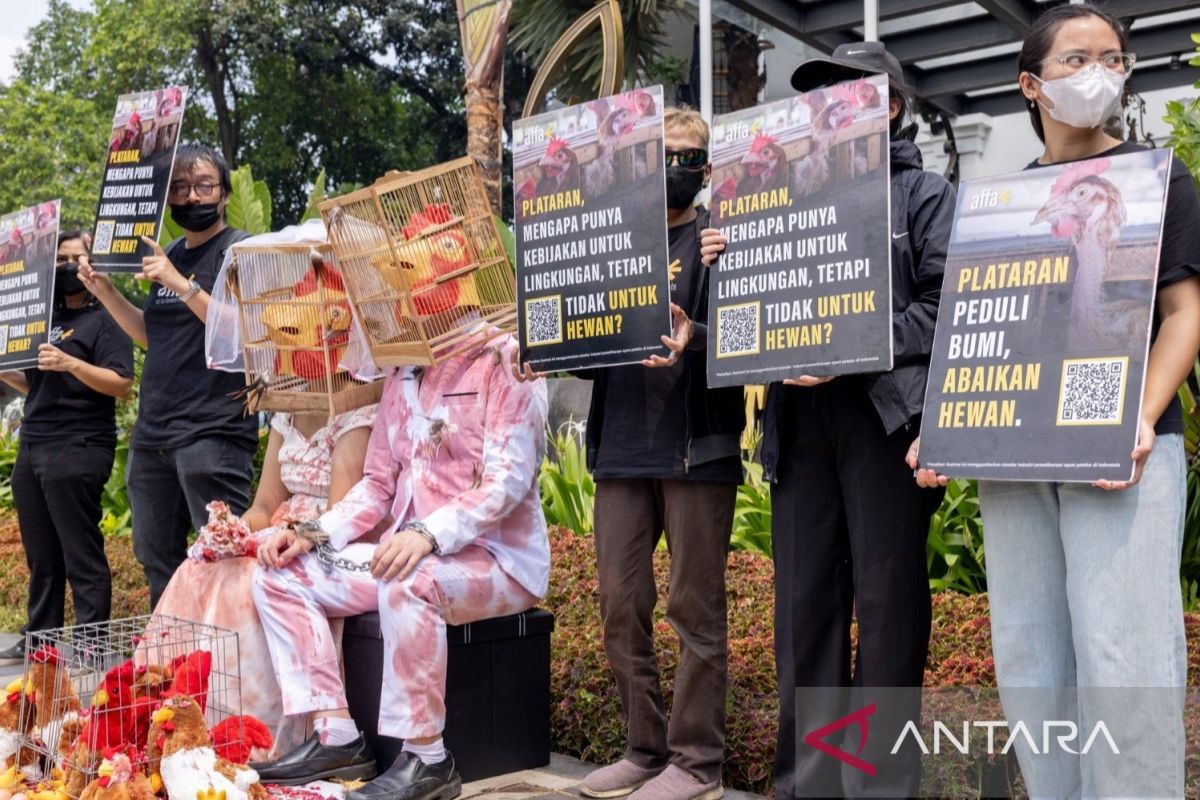 AFFA desak Plataran terapkan kebijakan telur bebas sangkar