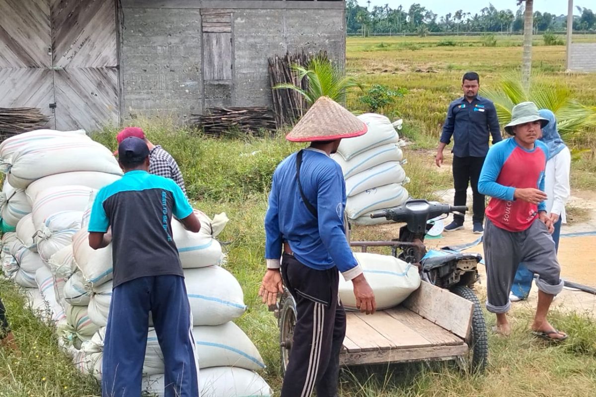 Harga gabah tembus Rp8 ribu per kilogram di Abdya