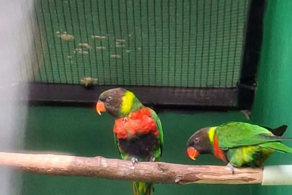BKSDA Bali bawa pulang 40 ekor burung Perkici Dada Merah