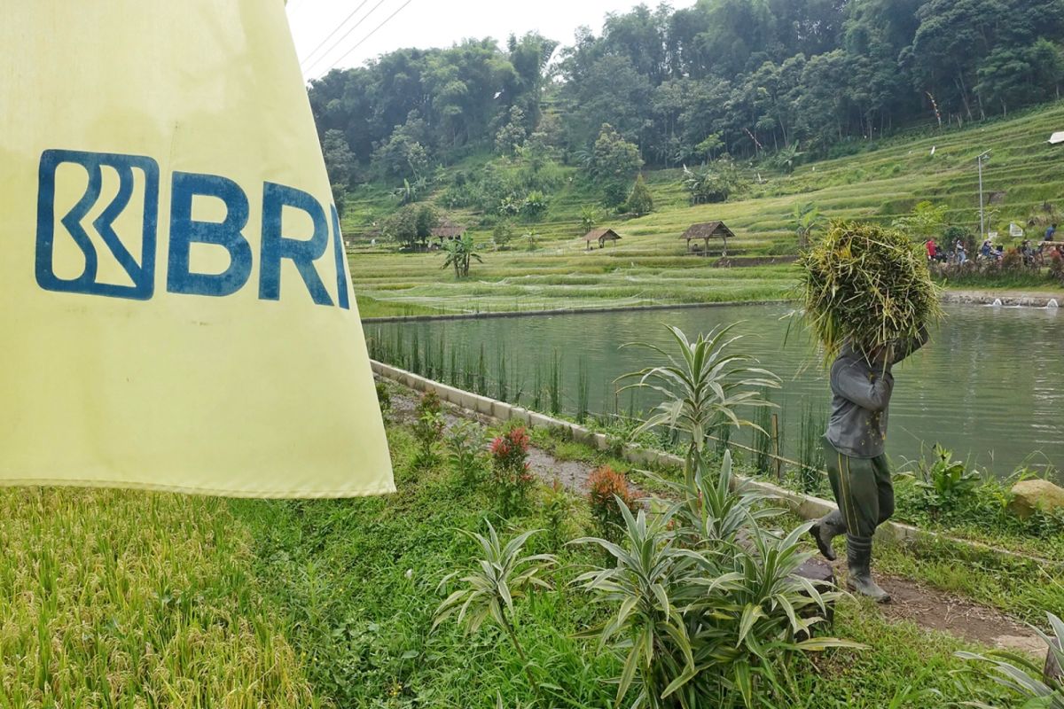 BRI salurkan KUR Rp83,38 triliun, pertanian jadi motor utama