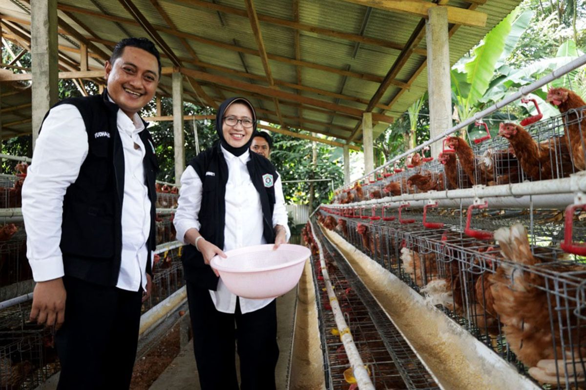 Koperasi desa di Lumajang kembangkan peternakan perkuat program MBG