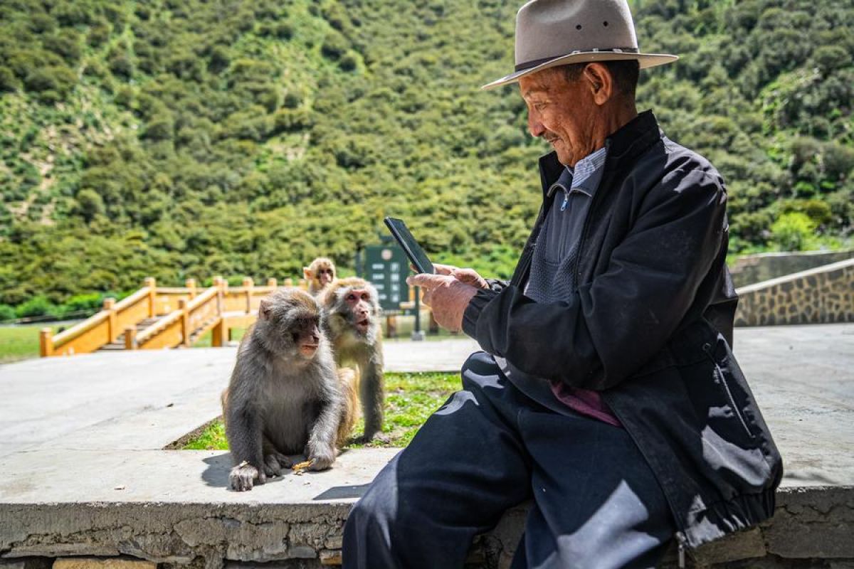 Berkenalan dengan jagawana pelindung monyet Tibet selama 25 tahun