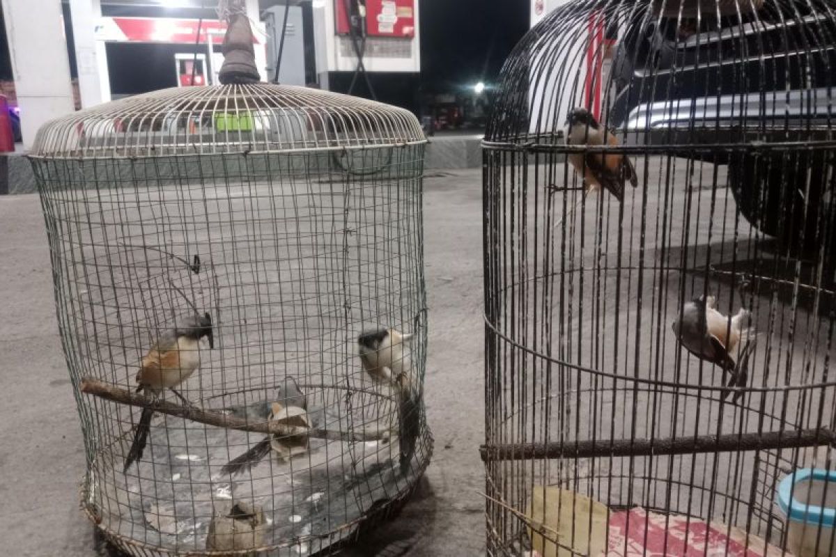 Polisi tangkap pelaku perburuan satwa dilindungi di Taman Nasional Baluran