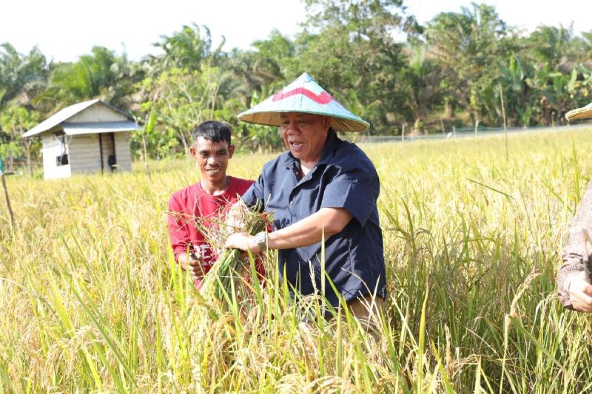 Gubernur Babel panen padi sawah di Dusun Air Asam