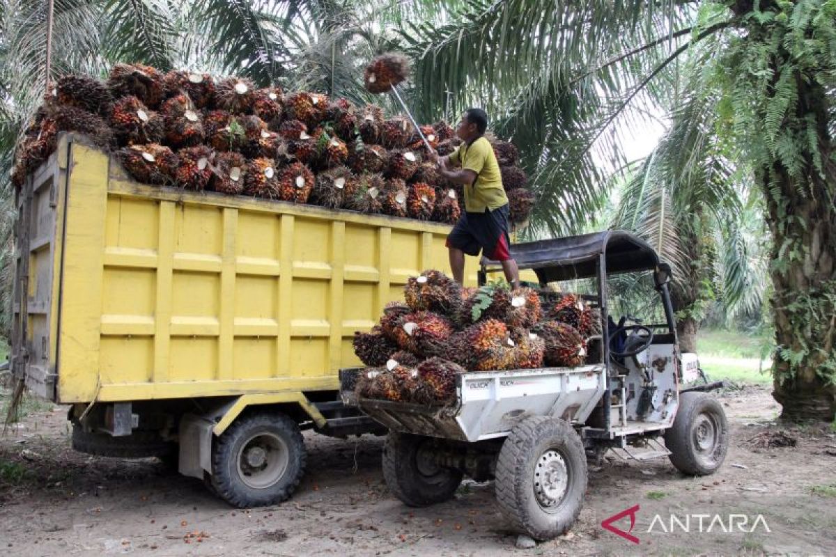 Pakar ingatkan pemilihan mitra KSO pengaruhi produktivitas sawit