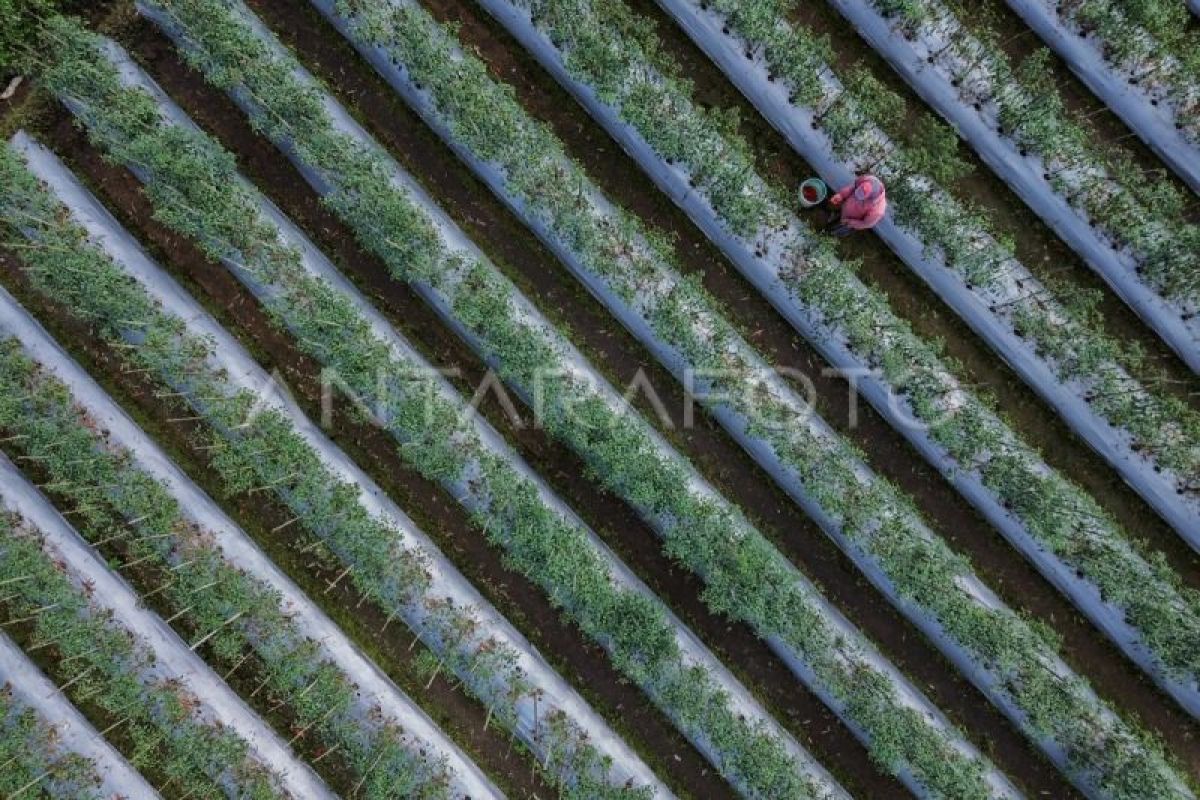 Indonesia strongly committed to green agendas: minister