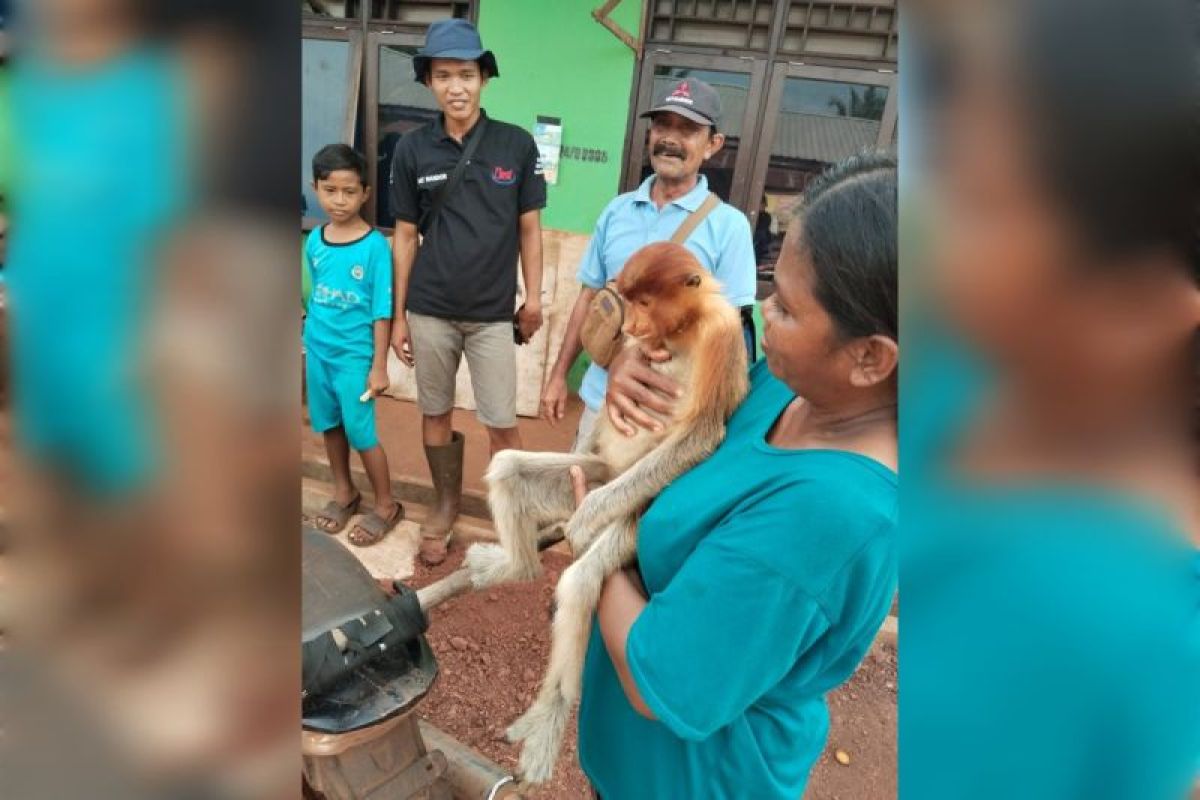 BKSDA Sampit terima seekor bekantan dari warga