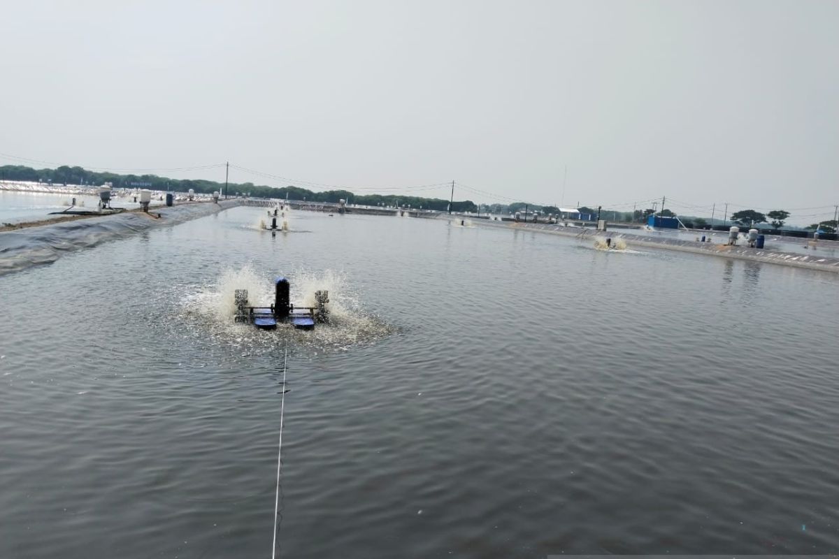 Ribuan hektare tambak ikan di Karawang akan direvitalisasi