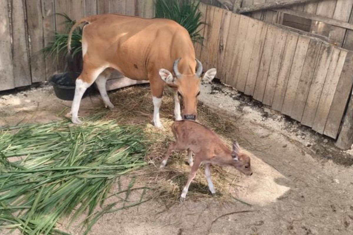 Kelahiran Banteng Jawa di Pangandaran harapan pelestarian satwa langka