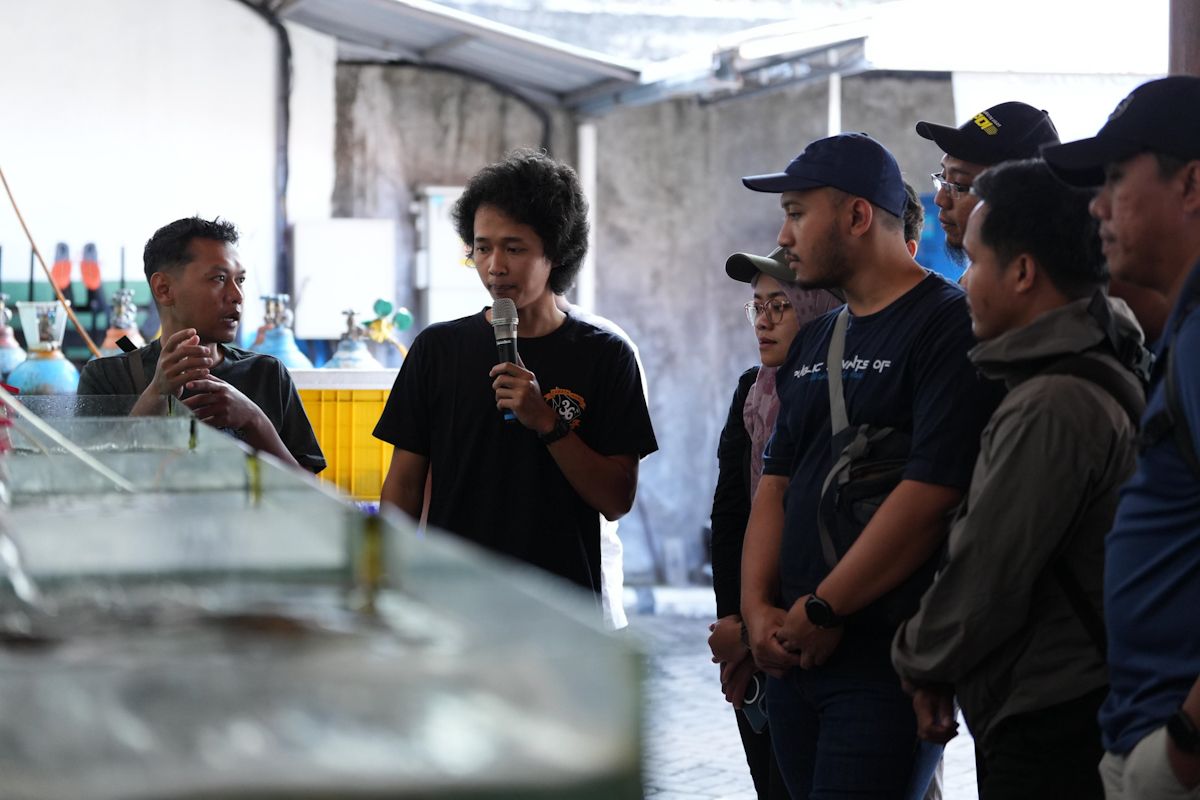 KKP perkuat pengelolaan konservasi guna deteksi hiu-pari dilindungi