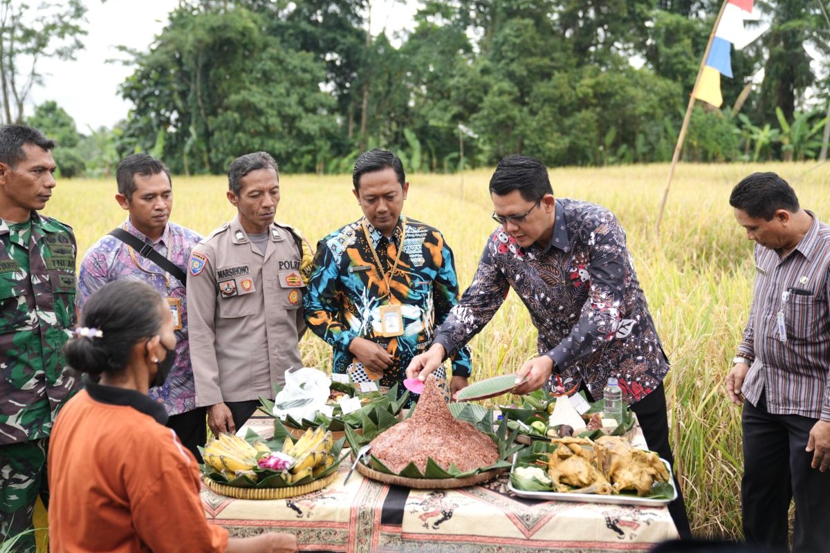 Gapoktan Lestari Mulyo Sleman panen raya padi organik Sembada Merah