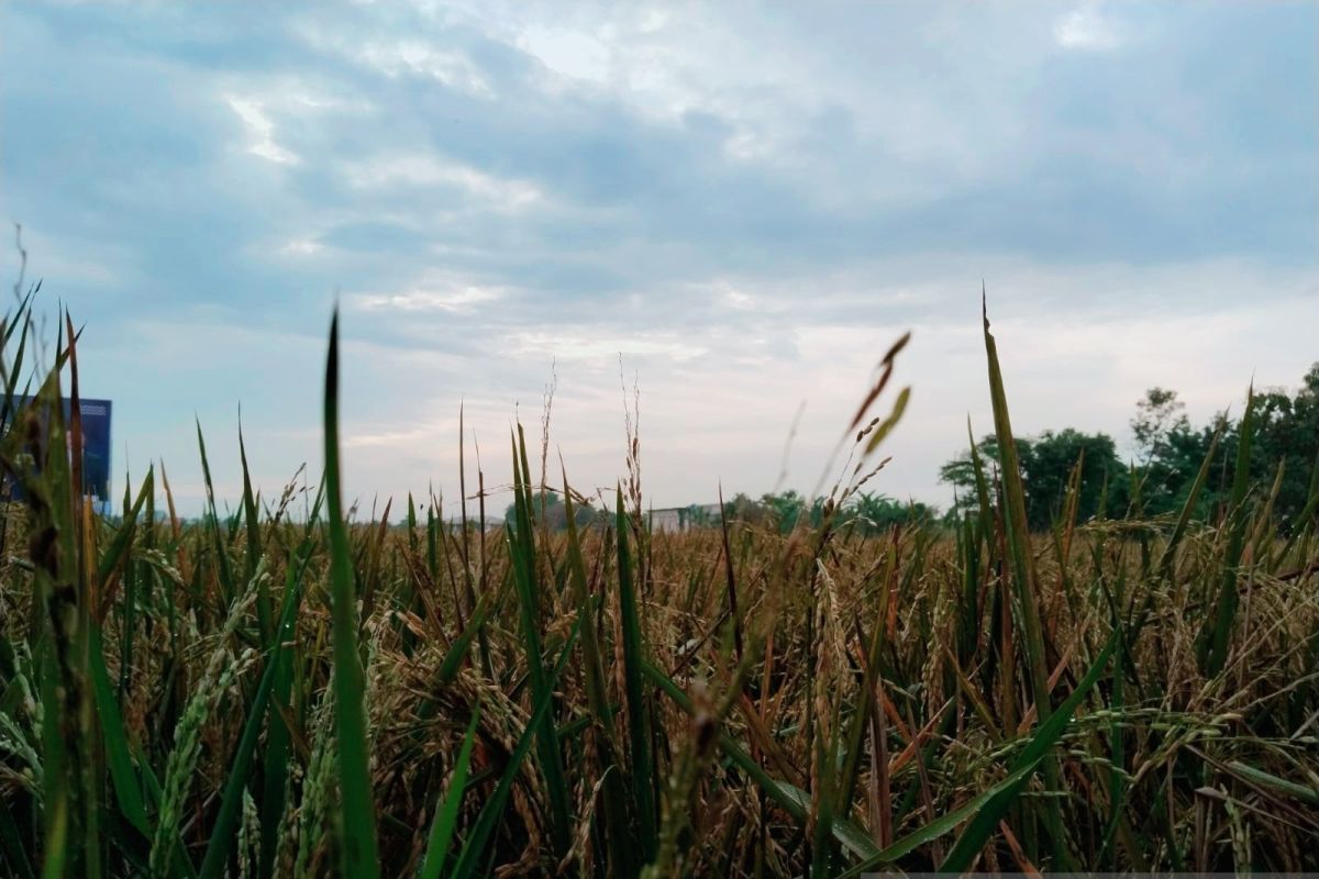 Subang pertahankan daerah lumbung padi di tengah perkembangan industri