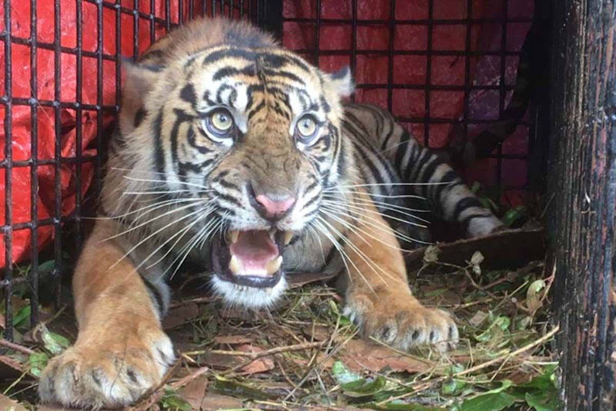 BKSDA perkuat pencegahan interaksi negatif harimau di Aceh